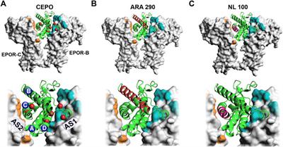 Erythropoietin and Non-Erythropoietic Derivatives in Cognition